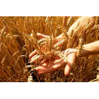 Купити Пшениця