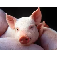 Купити свиней